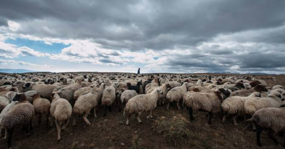 Ձեռնարկվում են անհրաժեշտ բոլոր քայլերը ադրբեջանական կողմում հայտնված հովվին վերադարձնելու ուղղությամբ. ՊՆ
