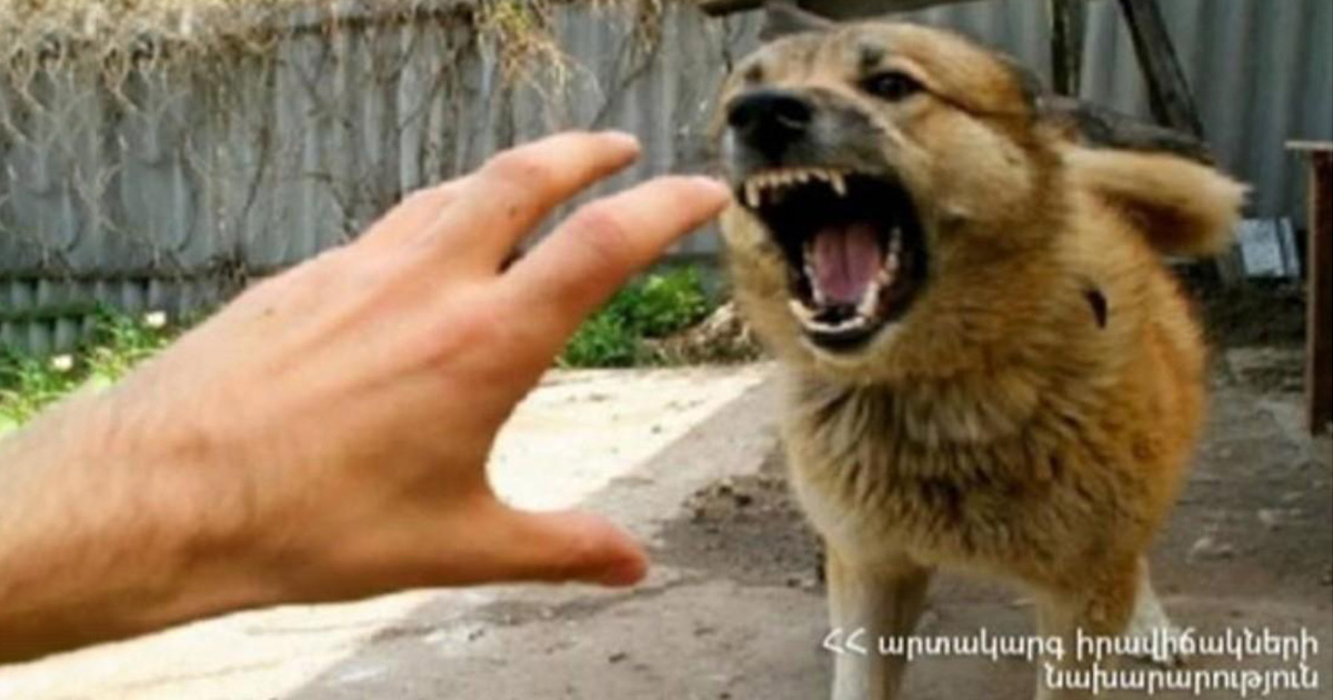 «Գյուղացին, տեսնելով՝ հնար չկա, ձեռքը տարել ու երեխայի գլուխը շան բերանից է հանել»․ վարչական ղեկավար․ Aravot