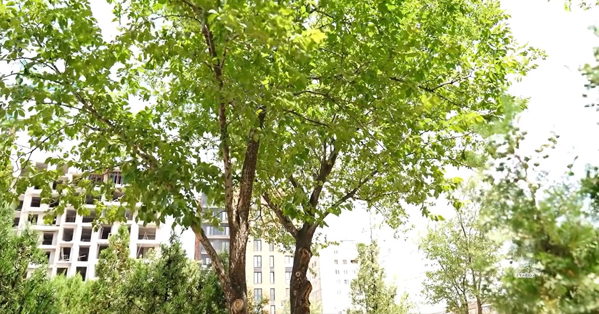 Երևանում քարտեզագրվել է ավելի քան 50 հազար ծառ, ստեղծվել տեղեկատվական շտեմարան (տեսանյութ)